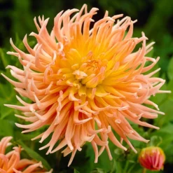 Dahlia Cactus Mixed -Verdant Vibes Zone 630225 2