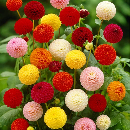 Dahlia Pom Pom Mix 1 Dahlia Pom Pom Mix