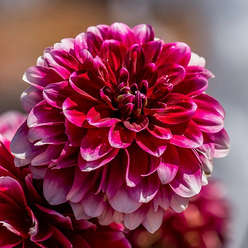 Dahlia Pom Pom Mix 2 Dahlia Pom Pom Mix - Image 2