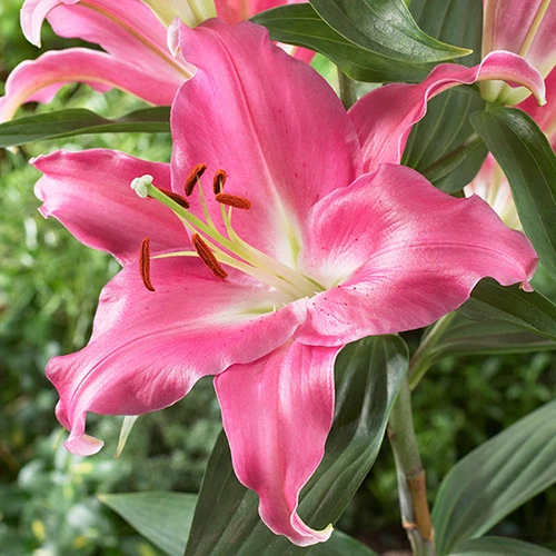 Skyscraper Lily Collection 2 Skyscraper Lily Collection - Image 2