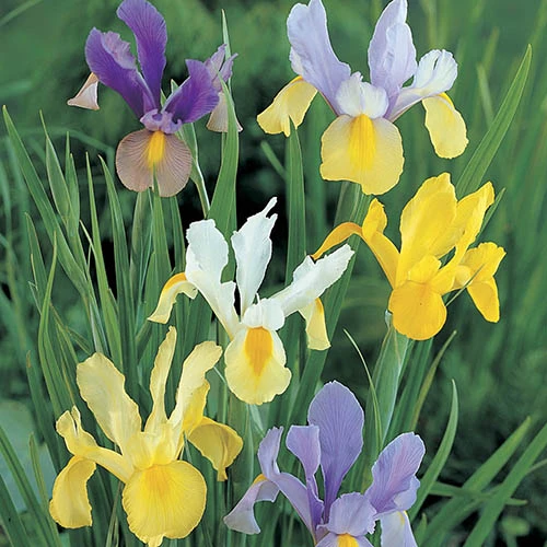 Dutch Iris Mix 2 Dutch Iris Mix - Image 2