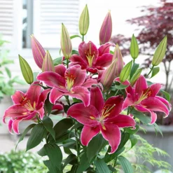 'King Charles' Lily 6 'King Charles' Lily -Verdant Vibes Zone 650131 1