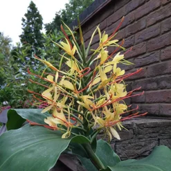 Hardy Ginger Lily - Hedychium -Verdant Vibes Zone 660003 3