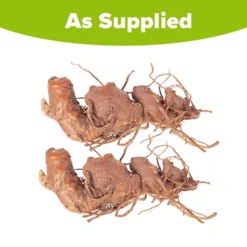 Hardy Ginger Lily - Hedychium -Verdant Vibes Zone 660003 4