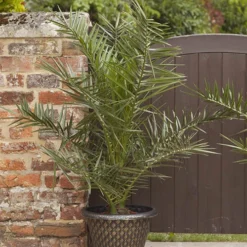 Phoenix Canariensis 'Canary Island Date Palm' -Verdant Vibes Zone 680005 3