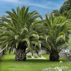 Phoenix Canariensis 'Canary Island Date Palm' -Verdant Vibes Zone 680005 4
