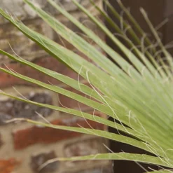 Cotton Palm Washingtonia 11 Cotton Palm Washingtonia -Verdant Vibes Zone 680024 2