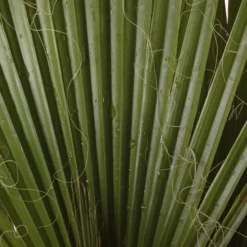 Cotton Palm Washingtonia 15 Cotton Palm Washingtonia -Verdant Vibes Zone 680024 6