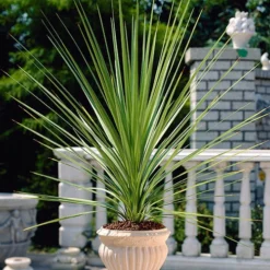 Cordyline Australis