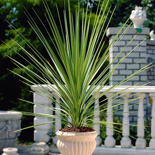 Cordyline Australis 1 Cordyline Australis