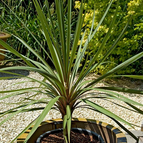 Cordyline Australis 2 Cordyline Australis - Image 2