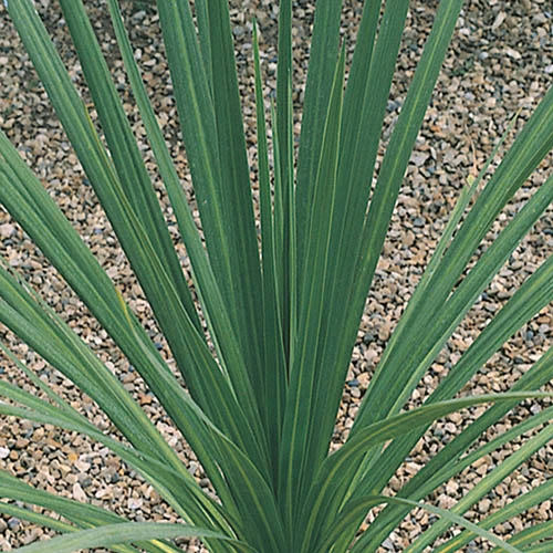 Cordyline Australis 4 Cordyline Australis - Image 4