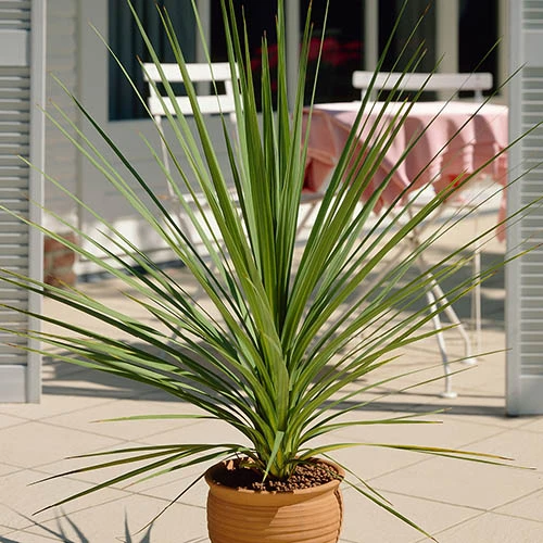 Cordyline Australis 5 Cordyline Australis - Image 5