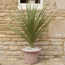 Cordyline Australis 13 Cordyline Australis -Verdant Vibes Zone 680026 6