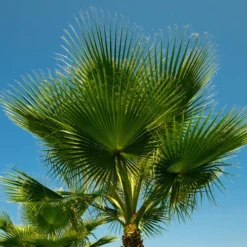 Cotton Palm Washingtonia Robusta