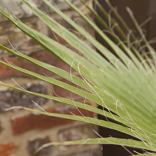 Cotton Palm Washingtonia Robusta 3 Cotton Palm Washingtonia Robusta - Image 3