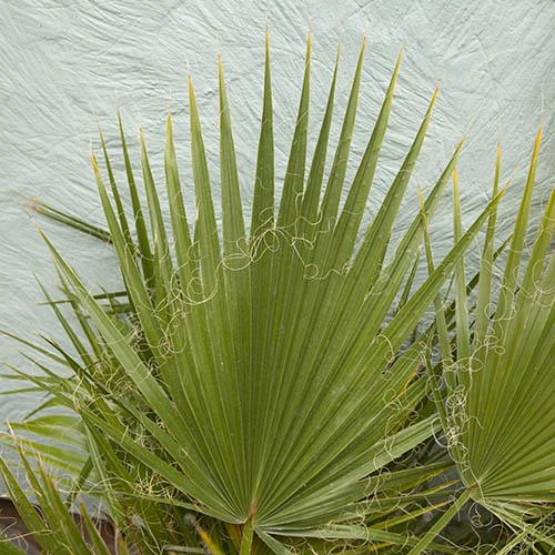 Cotton Palm Washingtonia Robusta 6 Cotton Palm Washingtonia Robusta - Image 6