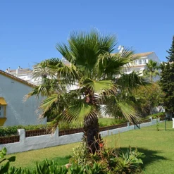 Cotton Palm Washingtonia Robusta 15 Cotton Palm Washingtonia Robusta -Verdant Vibes Zone 680048 6