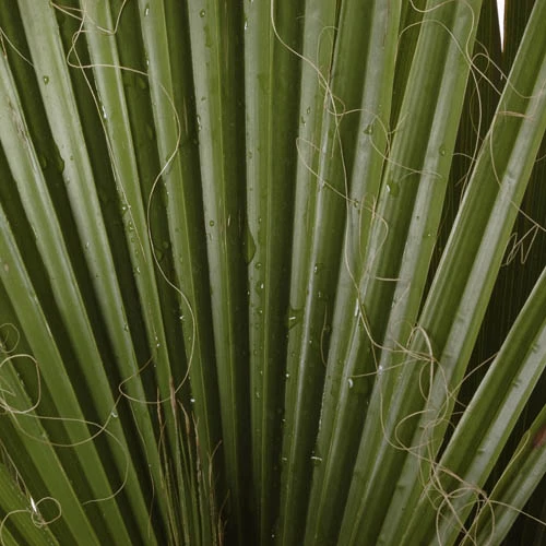 Cotton Palm Washingtonia Robusta 8 Cotton Palm Washingtonia Robusta - Image 8