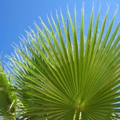 Cotton Palm Washingtonia Robusta 17 Cotton Palm Washingtonia Robusta -Verdant Vibes Zone 680048 8