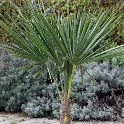 Hardy Fan Palm Trachycarpus Fortunei -Verdant Vibes Zone 680063 2