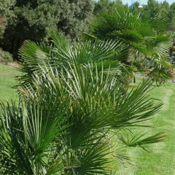 Hardy Fan Palm Trachycarpus Fortunei -Verdant Vibes Zone 680063 3
