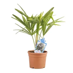 Hardy Fan Palm Trachycarpus Fortunei -Verdant Vibes Zone 680063 4