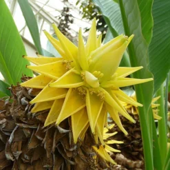 Architectural Banana Plant Collection -Verdant Vibes Zone 680114 3