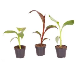 Architectural Banana Plant Collection -Verdant Vibes Zone 680114 4