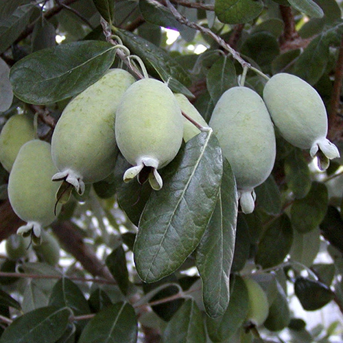 Pineapple Guava - Acca Sellowiana 2 Pineapple Guava - Acca Sellowiana - Image 2