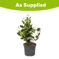 Pineapple Guava - Acca Sellowiana 9 Pineapple Guava - Acca Sellowiana -Verdant Vibes Zone 680146 4