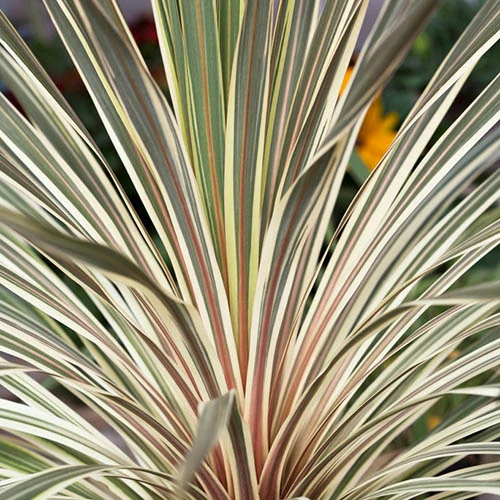 Cordyline Australis 'Torbay Dazzler' 1 Cordyline Australis 'Torbay Dazzler'