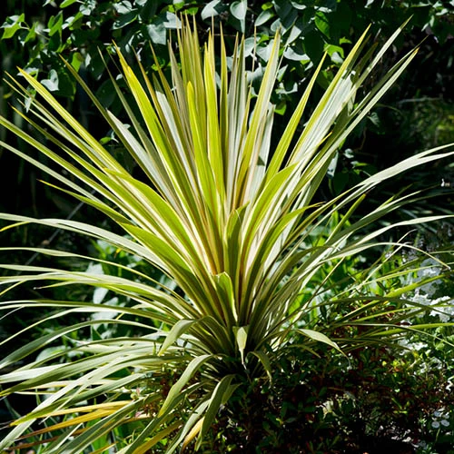 Cordyline Australis 'Torbay Dazzler' 2 Cordyline Australis 'Torbay Dazzler' - Image 2