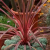 Cordyline 'Southern Splendour'