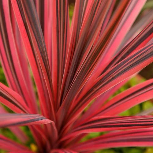 Cordyline 'Southern Splendour' 2 Cordyline 'Southern Splendour' - Image 2