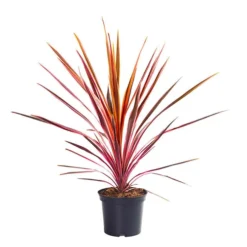 Cordyline 'Southern Splendour' 5 Cordyline 'Southern Splendour' -Verdant Vibes Zone 680252 2
