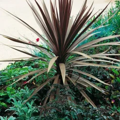 Cordyline Australis 'Red Star' 7 Cordyline Australis 'Red Star' -Verdant Vibes Zone 680254 3