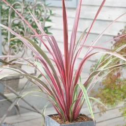 Cordyline Australis 'Can Can'