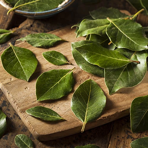 Bay Tree Bush 3 Bay Tree Bush - Image 3