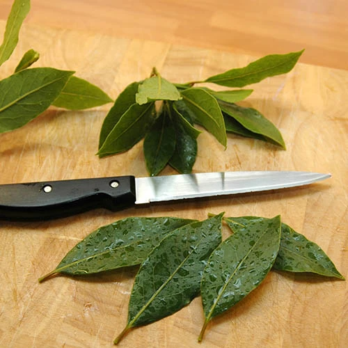 Bay Tree Bush 4 Bay Tree Bush - Image 4