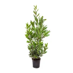 Bay Tree Bush 9 Bay Tree Bush -Verdant Vibes Zone 680266 4
