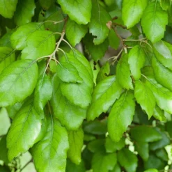 Verdant Vibes Zone 24 Verdant Vibes Zone -Verdant Vibes Zone 680281 1