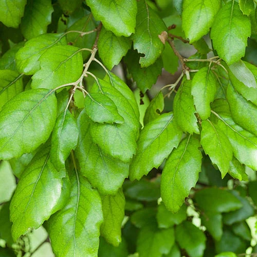 Quercus Suber (Cork Oak) 80-90cm 3L 2 Quercus Suber (Cork Oak) 80-90cm 3L - Image 2