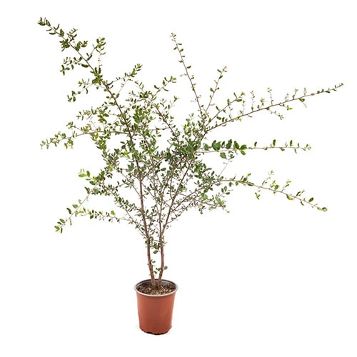 Quercus Suber (Cork Oak) 80-90cm 3L 3 Quercus Suber (Cork Oak) 80-90cm 3L - Image 3