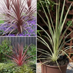 Cordyline Evergreen Collection