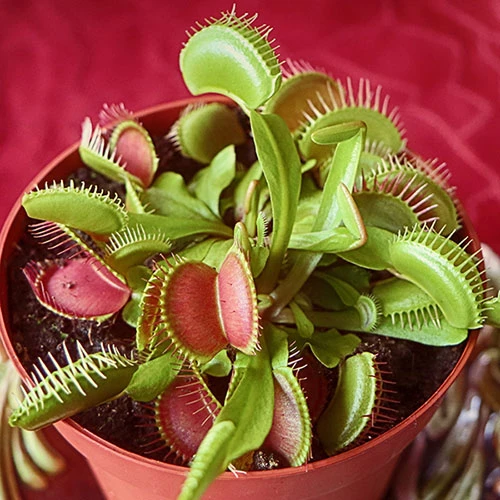 Venus Fly Trap 1 Venus Fly Trap