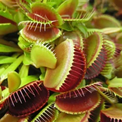 Venus Fly Trap 8 Venus Fly Trap -Verdant Vibes Zone 800155 2