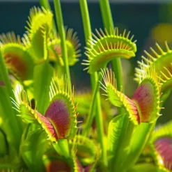 Venus Fly Trap 9 Venus Fly Trap -Verdant Vibes Zone 800155 3