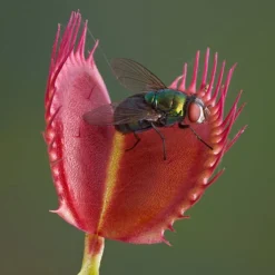 Venus Fly Trap 10 Venus Fly Trap -Verdant Vibes Zone 800155 4