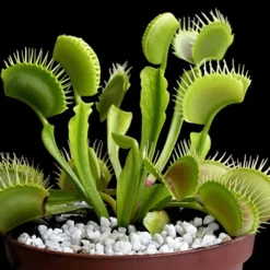 Venus Fly Trap 11 Venus Fly Trap -Verdant Vibes Zone 800155 5